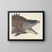 Bilder von Fischen, Schlangen, Insekten und anderen Tieren sowie einiger Pflanzen - Mark Catesby — gerahmtes Bild an der Wand
