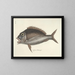 Bilder von Fischen, Schlangen, Insekten und anderen Tieren sowie einiger Pflanzen - Mark Catesby — gerahmtes Bild an der Wand
