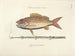 Bilder von Fischen, Schlangen, Insekten und anderen Tieren sowie einiger Pflanzen - Mark Catesby — Ansicht des Kunstwerks