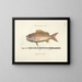 Bilder von Fischen, Schlangen, Insekten und anderen Tieren sowie einiger Pflanzen - Mark Catesby — gerahmtes Bild an der Wand