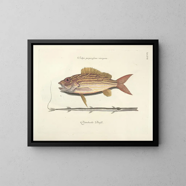 Bilder von Fischen, Schlangen, Insekten und anderen Tieren sowie einiger Pflanzen - Mark Catesby — gerahmtes Bild an der Wand