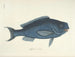 Bilder von Fischen, Schlangen, Insekten und anderen Tieren sowie einiger Pflanzen - Mark Catesby — Ansicht des Kunstwerks