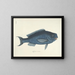 Bilder von Fischen, Schlangen, Insekten und anderen Tieren sowie einiger Pflanzen - Mark Catesby — gerahmtes Bild an der Wand
