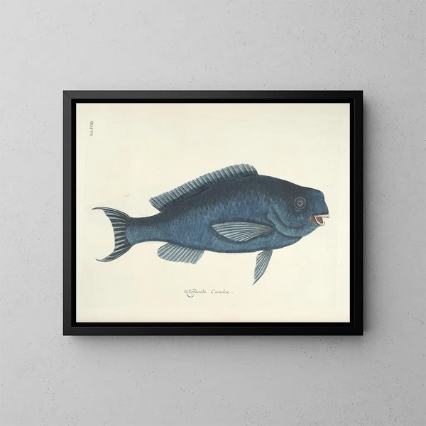 Bilder von Fischen, Schlangen, Insekten und anderen Tieren sowie einiger Pflanzen - Mark Catesby — gerahmtes Bild an der Wand
