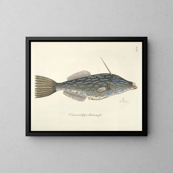 Bilder von Fischen, Schlangen, Insekten und anderen Tieren sowie einiger Pflanzen Pl019 - Mark Catesby — gerahmtes Bild an der Wand