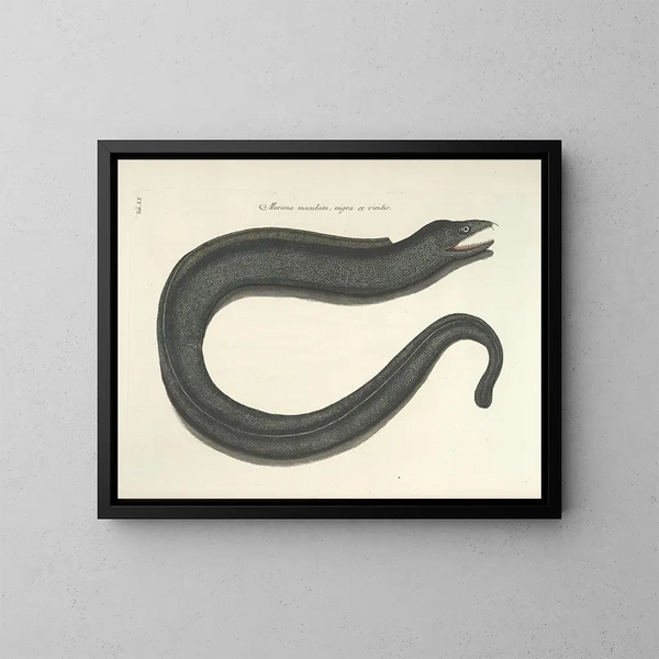Bilder von Fischen, Schlangen, Insekten und anderen Tieren sowie einiger Pflanzen - Mark Catesby — gerahmtes Bild an der Wand