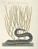 Fische, Schlangen, Insekten und einige andere Tiere sowie einige Pflanzenfotos Pl021 - Mark Catesby — Ansicht des Kunstwerks