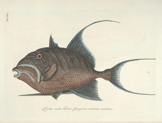 Mark Catesby - Piscium serpentum insectorum aliorumque nonnullorum animalum nec non plantarum quarundam imagines Pl022.webp
