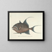 Bilder von Fischen, Schlangen, Insekten und anderen Tieren sowie einiger Pflanzen Pl022 - Mark Catesby — gerahmtes Bild an der Wand