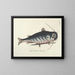 Bilder von Fischen, Schlangen, Insekten und anderen Tieren sowie einiger Pflanzen - Mark Catesby — gerahmtes Bild an der Wand
