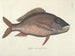 Bilder von Fischen, Schlangen, Insekten und anderen Tieren sowie einiger Pflanzen Pl025 - Mark Catesby — Ansicht des Kunstwerks