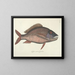 Bilder von Fischen, Schlangen, Insekten und anderen Tieren sowie einiger Pflanzen Pl025 - Mark Catesby — gerahmtes Bild an der Wand