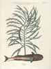 Fische, Schlangen, Insekten und einige andere Tiere sowie einige Pflanzenbilder Pl026 - Mark Catesby — Ansicht des Kunstwerks