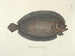 Bilder von Fischen, Schlangen, Insekten und anderen Tieren sowie einiger Pflanzen - Mark Catesby — Ansicht des Kunstwerks