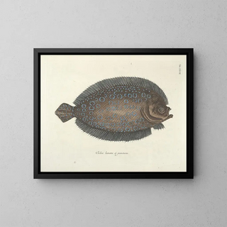 Mark Catesby - Piscium serpentum insectorum aliorumque nonnullorum animalum nec non plantarum quarundam imagines Pl027.webp