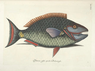 Mark Catesby - Piscium serpentum insectorum aliorumque nonnullorum animalum nec non plantarum quarundam imagines Pl029.webp