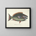 Bilder von Fischen, Schlangen, Insekten und anderen Tieren sowie einiger Pflanzen - Mark Catesby — gerahmtes Bild an der Wand