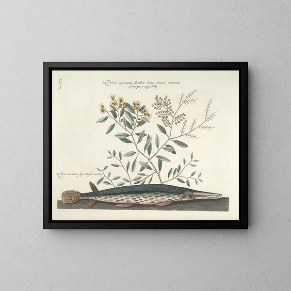 Bilder von Fischen, Schlangen, Insekten und anderen Tieren sowie einiger Pflanzen - Mark Catesby — gerahmtes Bild an der Wand