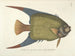 Bilder von Fischen, Schlangen, Insekten und anderen Tieren sowie einiger Pflanzen Pl031 - Mark Catesby — Ansicht des Kunstwerks