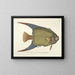 Bilder von Fischen, Schlangen, Insekten und anderen Tieren sowie einiger Pflanzen Pl031 - Mark Catesby — gerahmtes Bild an der Wand