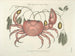 Bilder von Fischen, Schlangen, Insekten und anderen Tieren sowie einiger Pflanzen - Mark Catesby — Ansicht des Kunstwerks