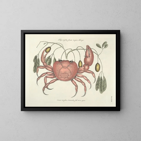 Bilder von Fischen, Schlangen, Insekten und anderen Tieren sowie einiger Pflanzen - Mark Catesby — gerahmtes Bild an der Wand