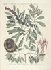 Piscium serpentum insectorum aliorumque nonnullorum animalum nec non plantarum quarundam imagines Pl033 - Mark Catesby — Ansicht des Kunstwerks