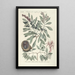 Piscium serpentum insectorum aliorumque nonnullorum animalum nec non plantarum quarundam imagines Pl033 - Mark Catesby — gerahmtes Bild an der Wand