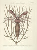 Fische, Schlangen, Insekten und einige andere Tiere sowie einige Pflanzenfotos Pl034 - Mark Catesby — Ansicht des Kunstwerks