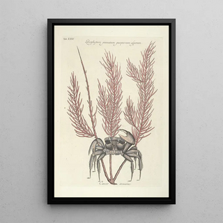 Mark Catesby - Piscium serpentum insectorum aliorumque nonnullorum animalum nec non plantarum quarundam imagines Pl035.webp