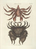 Fische, Schlangen, Insekten und einige andere Tiere sowie einige Pflanzenfotos Pl036 - Mark Catesby — Ansicht des Kunstwerks