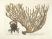 Bilder von Fischen, Schlangen, Insekten und anderen Tieren sowie einiger Pflanzen Pl037 - Mark Catesby — Ansicht des Kunstwerks