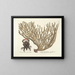 Bilder von Fischen, Schlangen, Insekten und anderen Tieren sowie einiger Pflanzen Pl037 - Mark Catesby — gerahmtes Bild an der Wand
