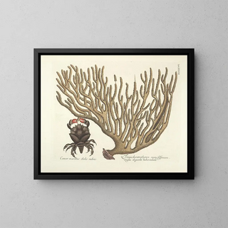 Mark Catesby - Piscium serpentum insectorum aliorumque nonnullorum animalum nec non plantarum quarundam imagines Pl037.webp