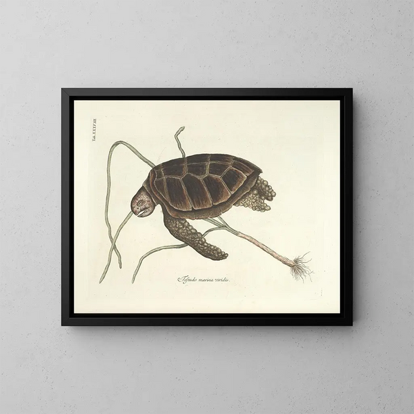Bilder von Fischen, Schlangen, Insekten und anderen Tieren sowie einiger Pflanzen - Mark Catesby — gerahmtes Bild an der Wand