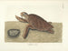 Bilder von Fischen, Schlangen, Insekten und anderen Tieren sowie einiger Pflanzen - Mark Catesby — Ansicht des Kunstwerks