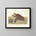 Bilder von Fischen, Schlangen, Insekten und anderen Tieren sowie einiger Pflanzen - Mark Catesby — gerahmtes Bild an der Wand