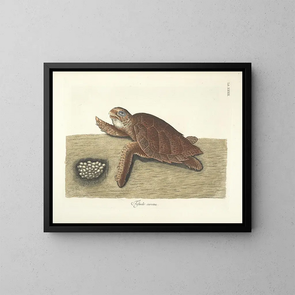 Bilder von Fischen, Schlangen, Insekten und anderen Tieren sowie einiger Pflanzen - Mark Catesby — gerahmtes Bild an der Wand