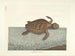 Bilder von Fischen, Schlangen, Insekten und anderen Tieren sowie einiger Pflanzen - Mark Catesby — Ansicht des Kunstwerks