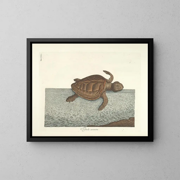 Bilder von Fischen, Schlangen, Insekten und anderen Tieren sowie einiger Pflanzen - Mark Catesby — gerahmtes Bild an der Wand