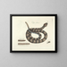 Bilder von Fischen, Schlangen, Insekten und anderen Tieren sowie einiger Pflanzen Pl041 - Mark Catesby — gerahmtes Bild an der Wand
