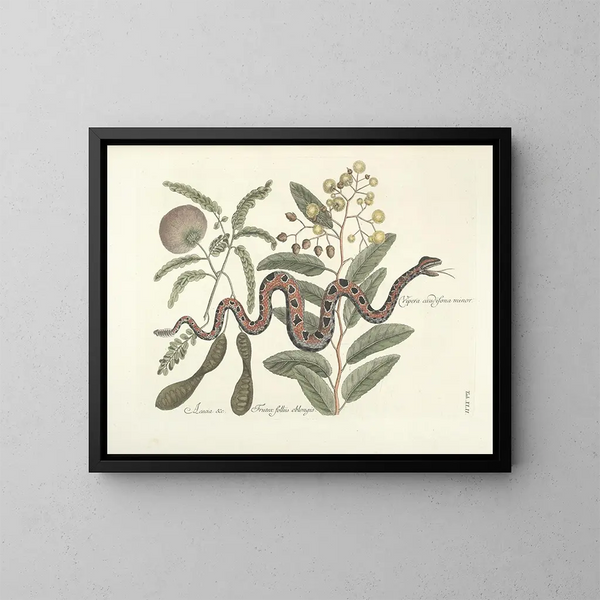 Bilder von Fischen, Schlangen, Insekten und anderen Tieren sowie einiger Pflanzen Pl042 - Mark Catesby — gerahmtes Bild an der Wand