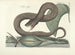 Bilder von Fischen, Schlangen, Insekten und anderen Tieren sowie einiger Pflanzen Pl045 - Mark Catesby — Ansicht des Kunstwerks