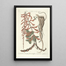 Piscium serpentum insectorum aliorumque nonnullorum animalium nec non plantarum quarundam imagines Pl049 - Mark Catesby — gerahmtes Bild an der Wand