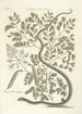 Piscium serpentum insectorum aliorumque nonnullorum animalum nec non plantarum quarundam imagines Pl051 - Mark Catesby — Ansicht des Kunstwerks