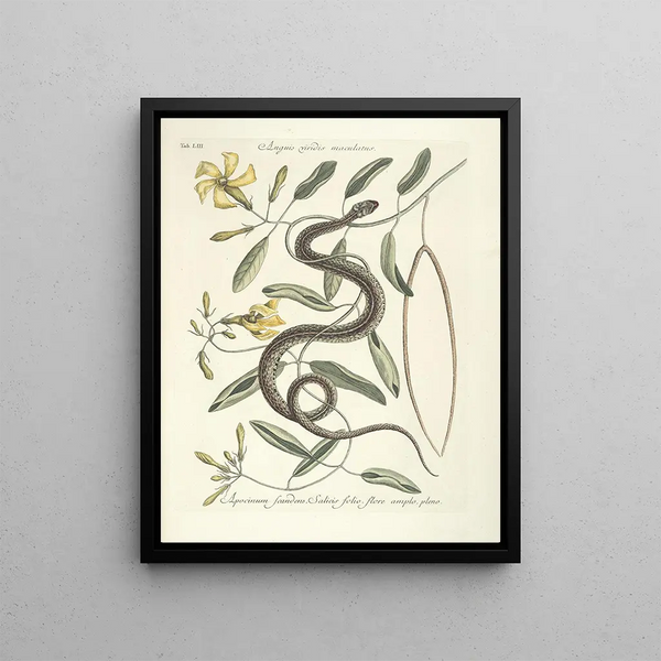 Mark Catesby - Piscium serpentum insectorum aliorumque nonnullorum animalum nec non plantarum quarundam imagines Pl053.webp