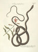 Piscium serpentum insectorum aliorumque nonnullorum animalium nec non plantarum quarundam imagines Pl054 - Mark Catesby — Ansicht des Kunstwerks