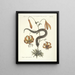 Fische, Schlangen, Insekten und einige andere Tiere sowie einige Pflanzenbilder Pl056 - Mark Catesby — gerahmtes Bild an der Wand