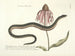 Bilder von Fischen, Schlangen, Insekten und anderen Tieren sowie einiger Pflanzen Pl059 - Mark Catesby — Ansicht des Kunstwerks