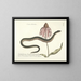 Bilder von Fischen, Schlangen, Insekten und anderen Tieren sowie einiger Pflanzen Pl059 - Mark Catesby — gerahmtes Bild an der Wand